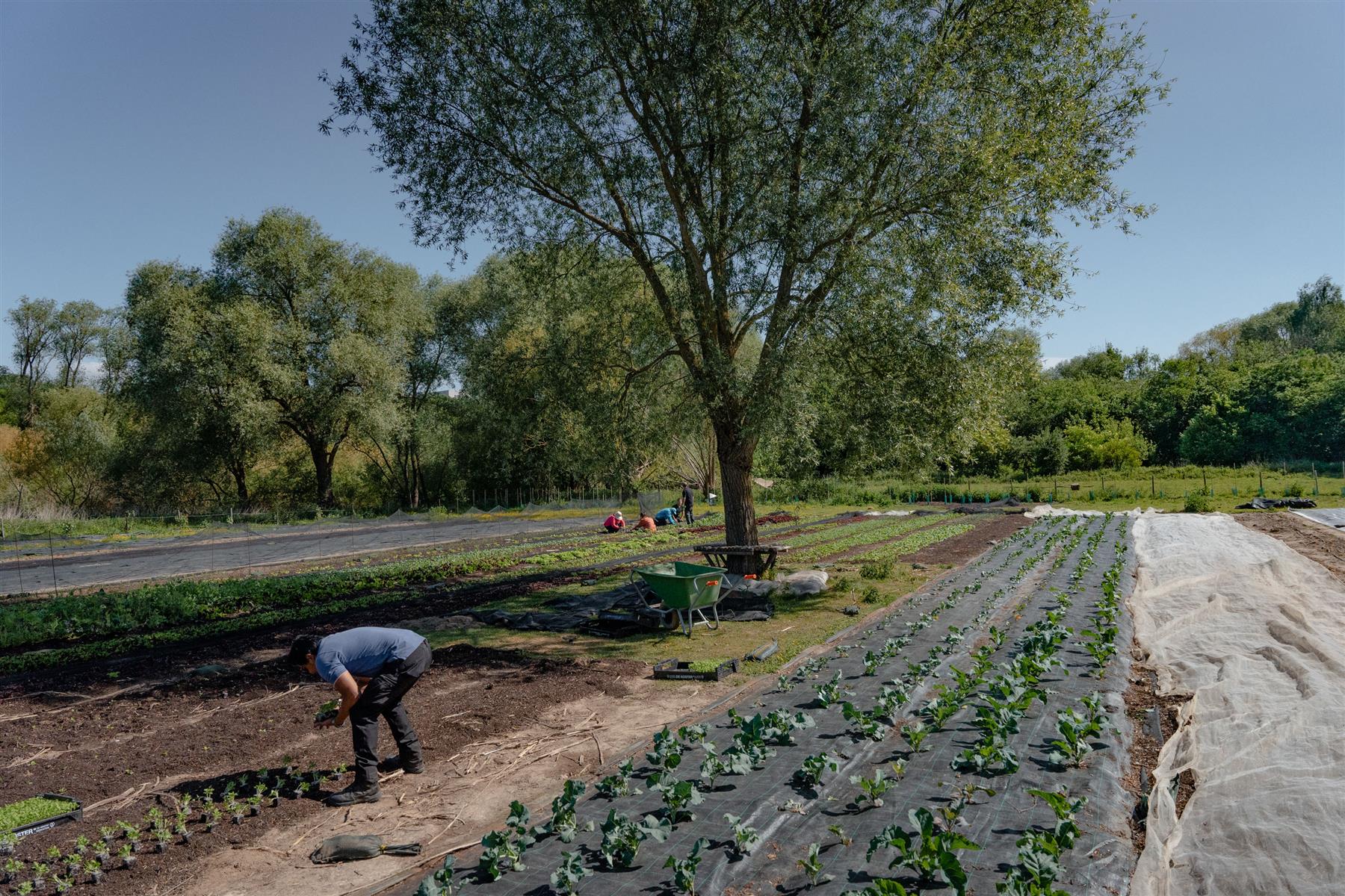 Theo is de nieuwe zelfplukboerderij van Groot Eiland in Ganshoren. Schrijf je nu in en maak deel uit van een stadslandbouwproject gedragen door de gemeenschap!